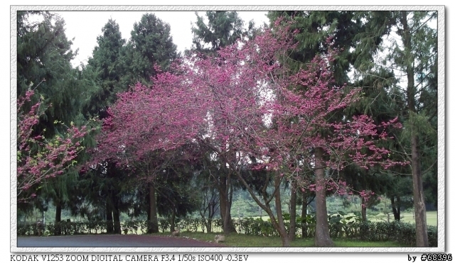 2008 九族櫻花季 by V1253