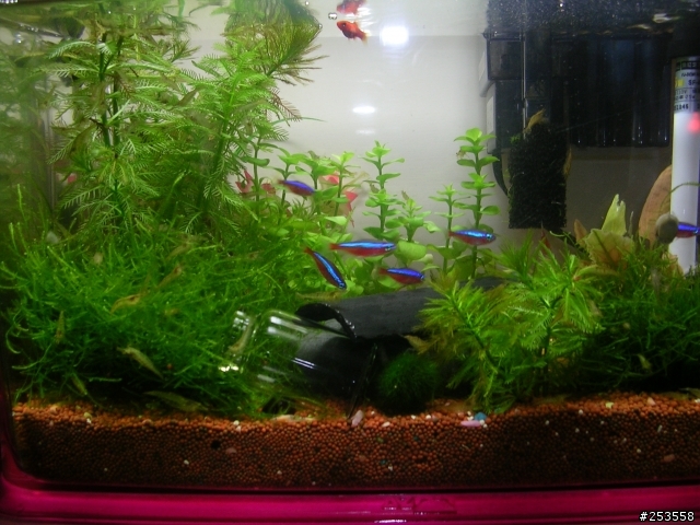 養魚新手請教(水面有油污)