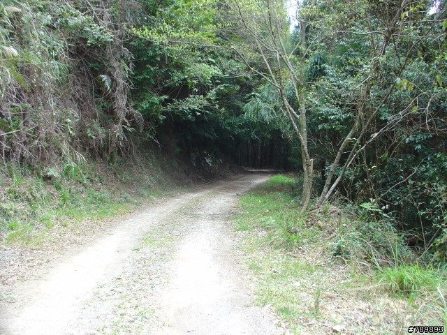 "哇係小蜻蜓"與"大蝸牛"的司馬限林道後段行~(圖多)