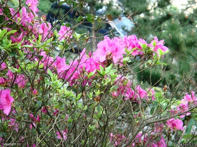中和烘爐地賞花遊