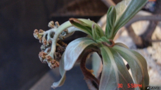 不知有沒植物達人,救救我的白水木(有圖)