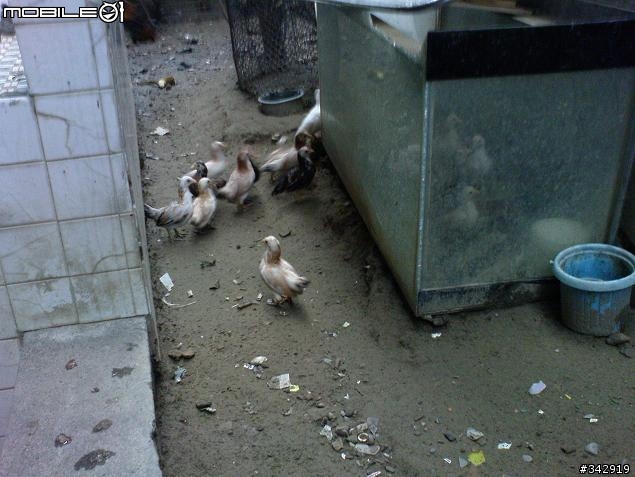 "生"意盎然的拖鞋家.