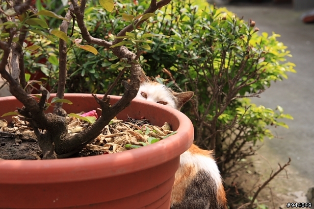 中部之旅照片分享_40D