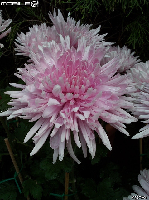 2008陽明山花季 By V1253