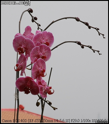 EF-S 55-250mm F4-5.6 IS 新手實測分享