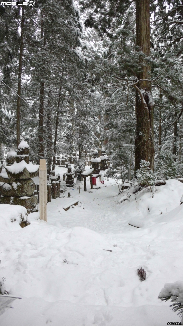 老廟,大樹,雪景,高野山(圖多,新增10張圖,總圖數30張)