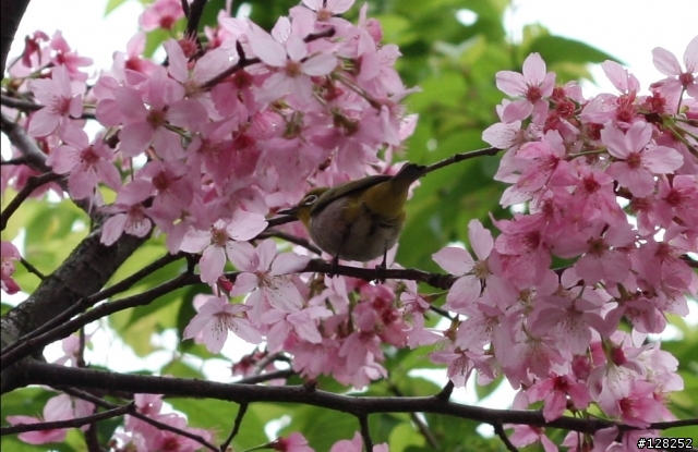 50mm f1.8 定焦鏡 能拍櫻花還能"打鳥"喔!!