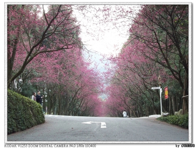2008 九族櫻花季 by V1253