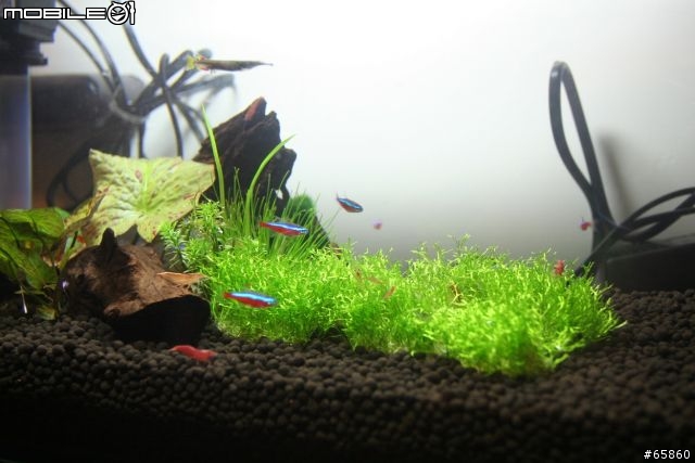 分享我的魚缸裡的新玩意