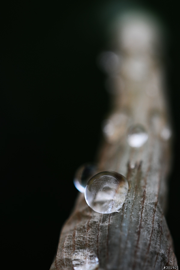 Mobile01第一開箱文: Nikon AF-S Micro 60mm f/2.8!!
