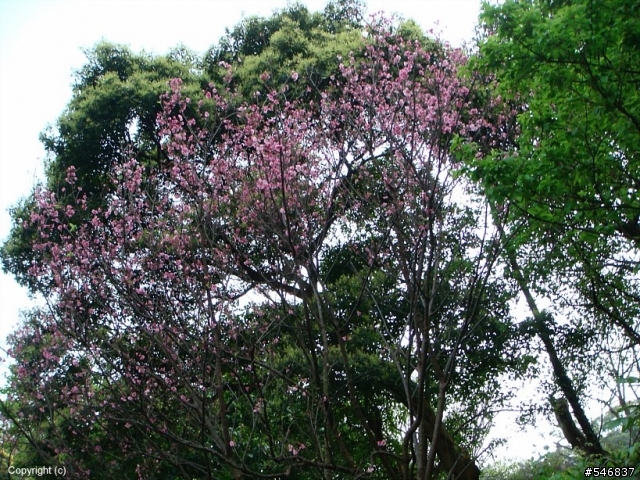 中和烘爐地賞花遊