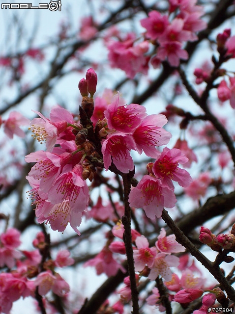 2008陽明山花季 By V1253