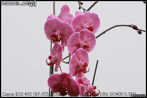 EF-S 55-250mm F4-5.6 IS 新手實測分享