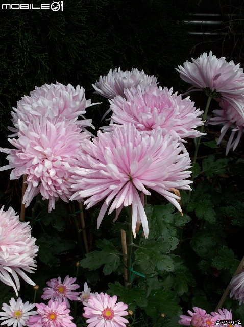 2008陽明山花季 By V1253