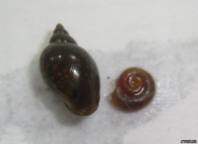[請益]家中水族箱突然爆增的螺