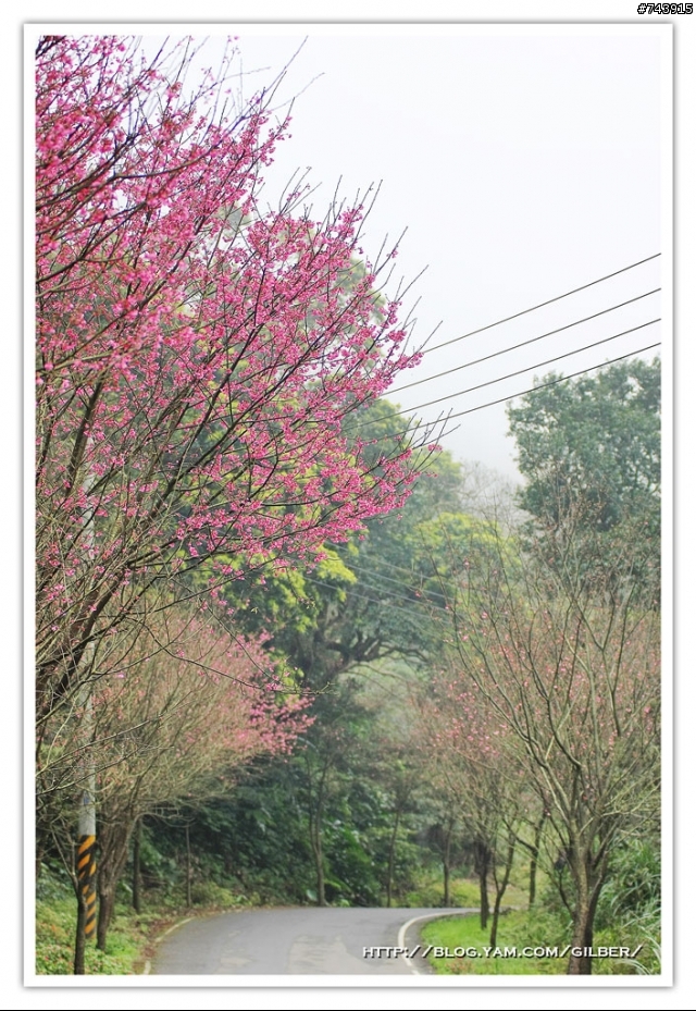 三芝賞櫻路線之旅