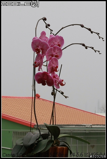EF-S 55-250mm F4-5.6 IS 新手實測分享