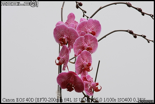 EF-S 55-250mm F4-5.6 IS 新手實測分享