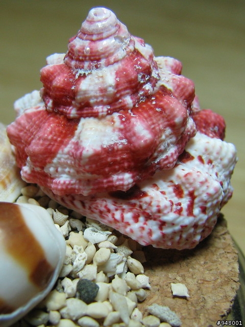 Canon S5 IS 開箱照, 附 Nikon D80 + 105 macro & Olympus 8080 Macro & S5 IS super Macro PK