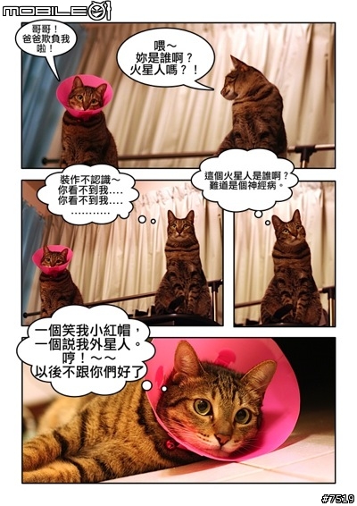 【分享】自製貓咪漫畫～～乒乒第一次戴伊麗莎白頭套的小故事