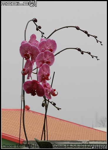 EF-S 55-250mm F4-5.6 IS 新手實測分享