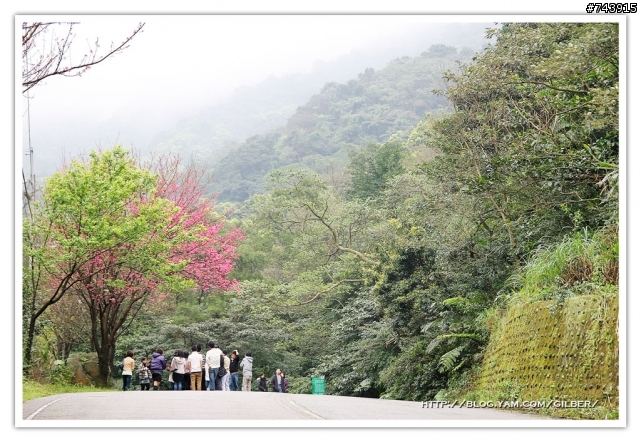 三芝賞櫻路線之旅