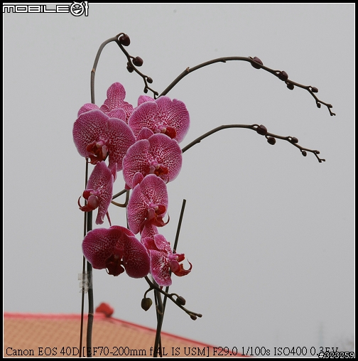 EF-S 55-250mm F4-5.6 IS 新手實測分享