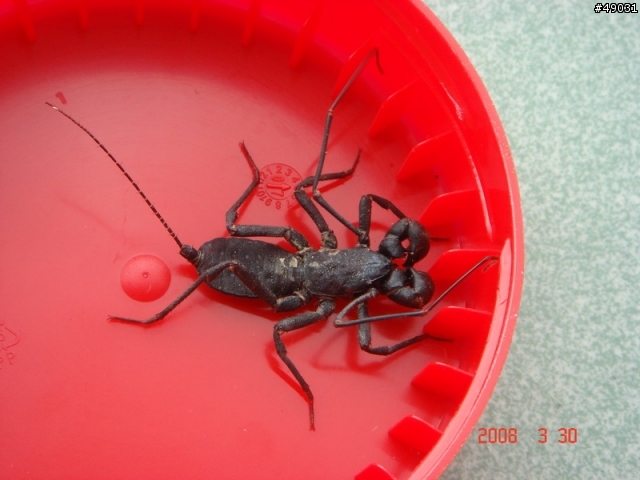 請問這個什麼昆蟲阿??