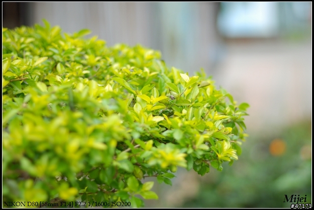 [入手開箱文]福倫達 Voigtlander 58MM F1.4 SLII (for Nikon AIS)