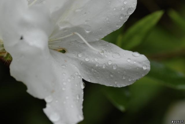 Carl Zeiss 100mm Makro F2 入手
