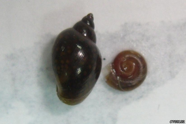 [請益]家中水族箱突然爆增的螺