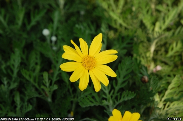 D40 + TAMRON A16N 大光圈變焦初體驗