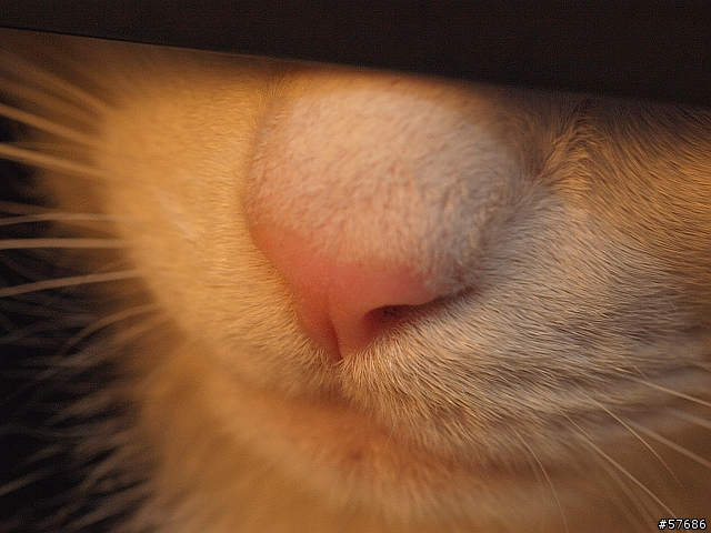 [喵咪] 七寶喵國王