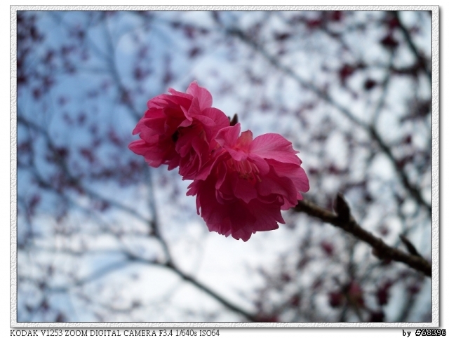 2008 九族櫻花季 by V1253