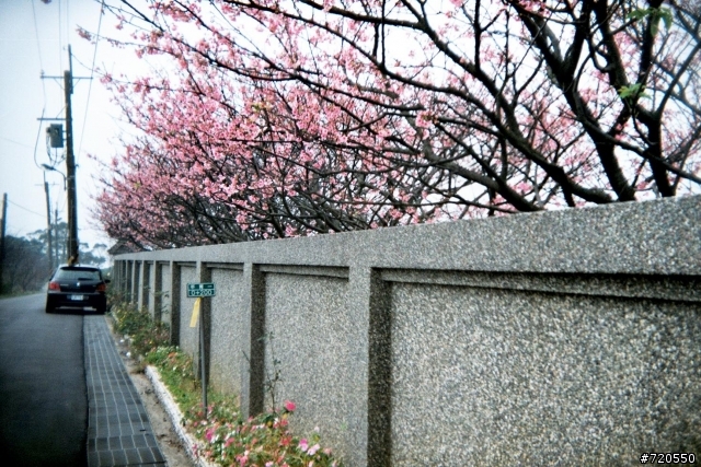 2008 追櫻: 陽明山/阿里山/天元宮
