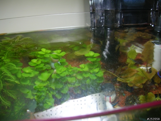 養魚新手請教(水面有油污)