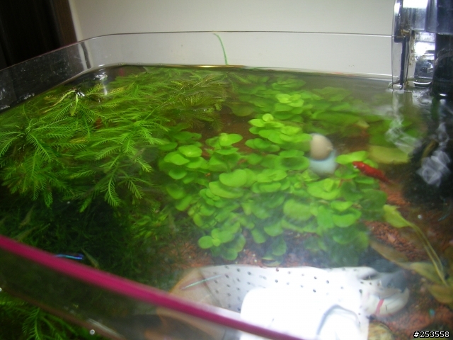 養魚新手請教(水面有油污)