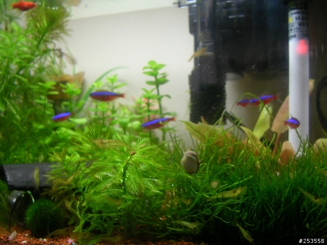 養魚新手請教(水面有油污)