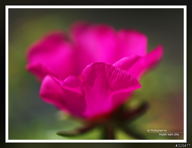 ZD 50mm/2 macro 使用心得分享