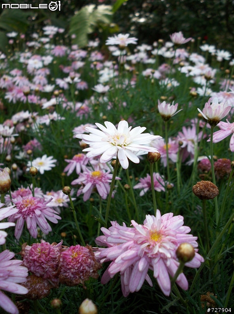 2008陽明山花季 By V1253