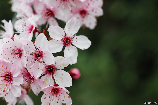Mobile01第一開箱文: Nikon AF-S Micro 60mm f/2.8!!