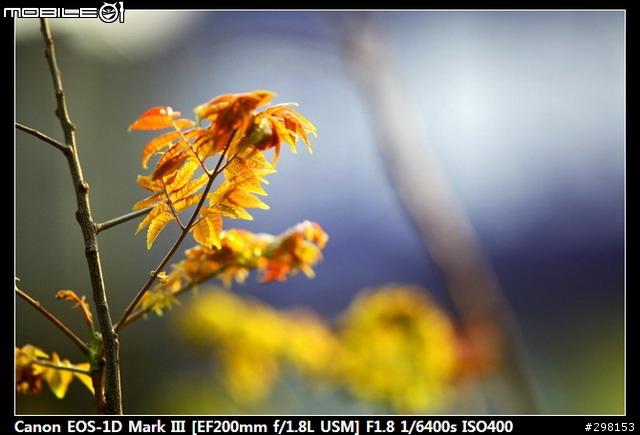 天上掉下來的禮物 vs Canon 200mm f/1.8 L
