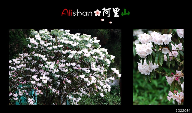 2008 Alishan‧阿里山