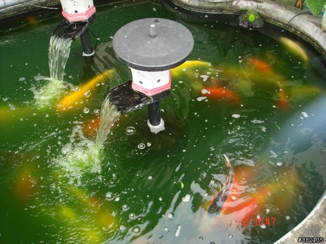 請問有養魚的朋友們，魚池不清該如何處理呢？