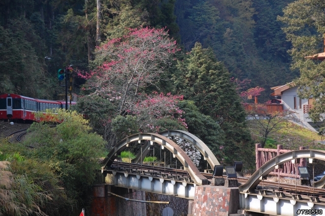 2008 追櫻: 陽明山/阿里山/天元宮