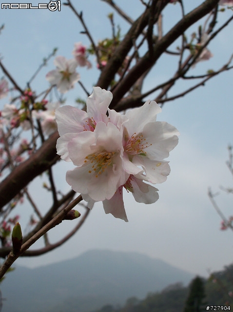 2008陽明山花季 By V1253
