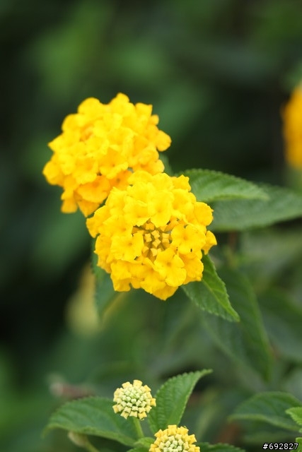 【開箱】40D 新手開箱。（貼圖完成，叉燒包已全滅！）
