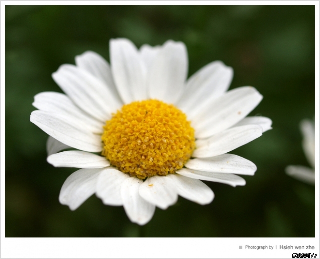 ZD 50mm/2 macro 使用心得分享