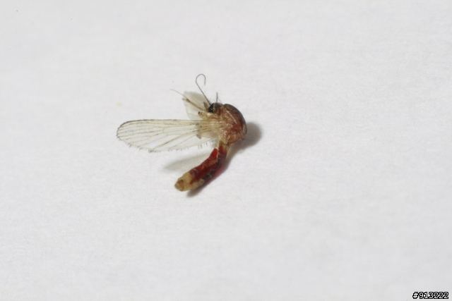 吃飽飽的蚊子