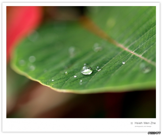 ZD 50mm/2 macro 使用心得分享